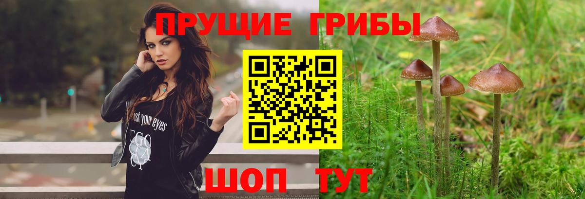 Псилоцибиновые грибы мицелий Котлас